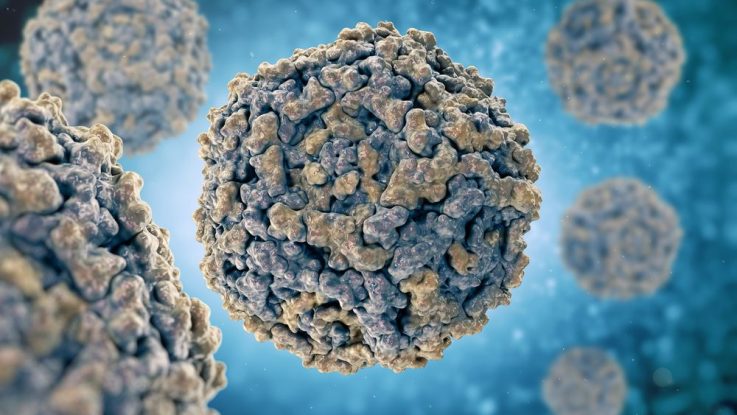 parvovirus B19