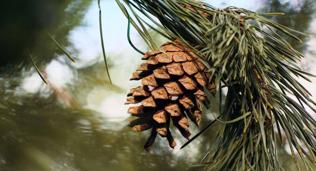 Mazel a tajemství lesa