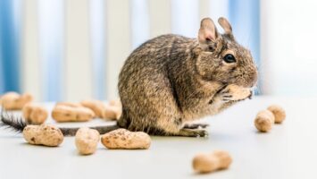 Osmák degu