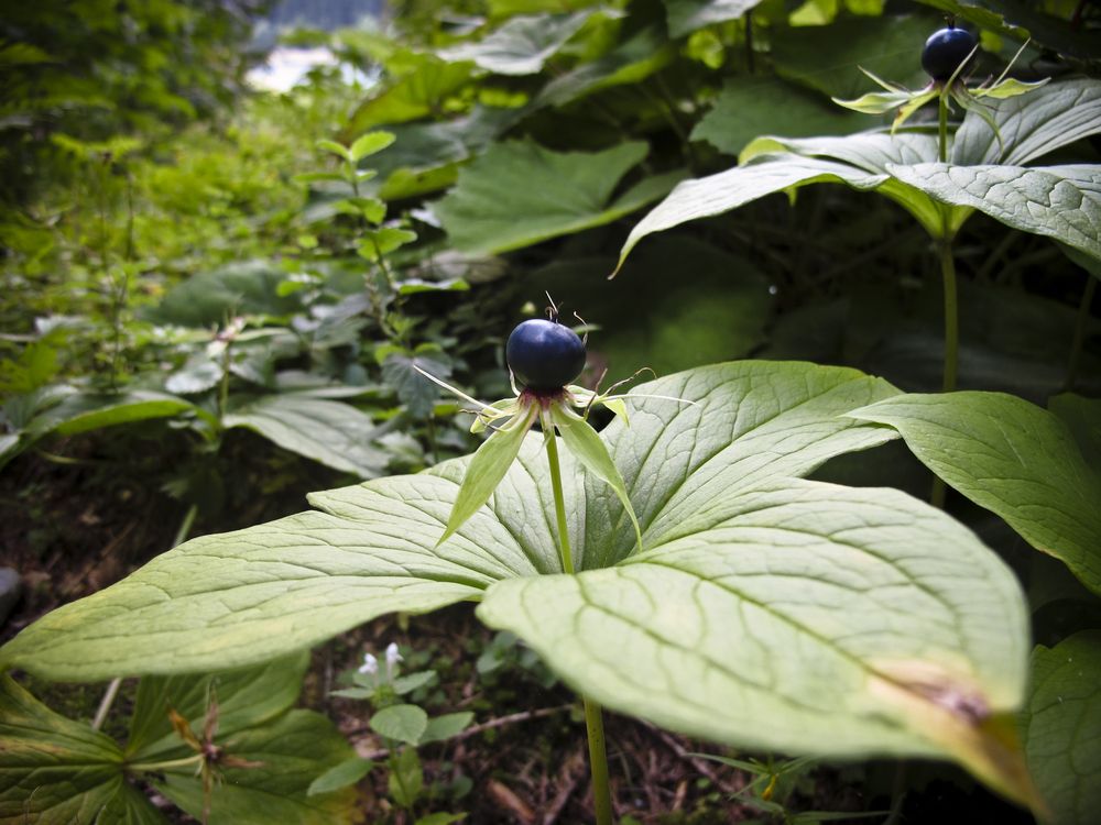 Vraní oko čtyřlisté