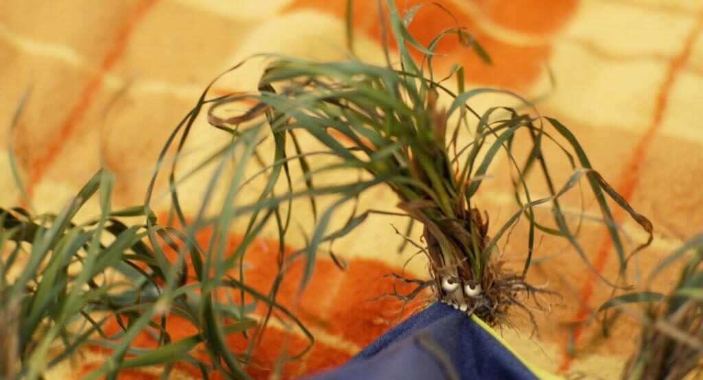 Mazel a tajemství lesa